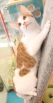 [주세요닷컴] 고양이 무료분양 - 한국 고양이 무료로 드립니다. 한국 고양이 드립니다. 강아지무료분양 유기견무료분양 주세요닷컴