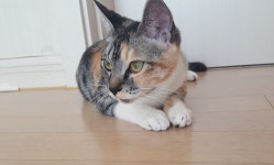 [주세요닷컴] 고양이 무료분양 - 한국 고양이 무료로 드립니다. 한국 고양이 드립니다. 강아지무료분양 유기견무료분양 주세요닷컴