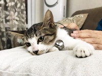 [주세요닷컴] 고양이 무료분양 - 한국 고양이 무료로 드립니다. 한국 고양이 드립니다. 강아지무료분양 유기견무료분양 주세요닷컴