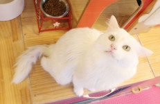 [주세요닷컴] 고양이 무료분양 - 한국 고양이 무료로 드립니다. 한국 고양이 드립니다. 강아지무료분양 유기견무료분양 주세요닷컴
