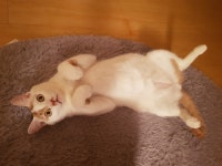 [주세요닷컴] 고양이 무료분양 - 한국 고양이 무료로 드립니다. 한국 고양이 드립니다. 강아지무료분양 유기견무료분양 주세요닷컴