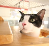 [주세요닷컴] 고양이 무료분양 - 한국 고양이 무료로 드립니다. 한국 고양이 드립니다. 강아지무료분양 유기견무료분양 주세요닷컴