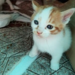 [주세요닷컴] 고양이 무료분양 - 한국 고양이 무료로 드립니다. 한국 고양이 드립니다. 강아지무료분양 유기견무료분양 주세요닷컴