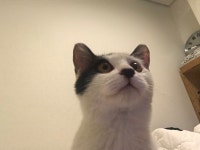 [주세요닷컴] 고양이 무료분양 - 한국 고양이 무료로 드립니다. 한국 고양이 드립니다. 강아지무료분양 유기견무료분양 주세요닷컴