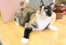 [주세요닷컴] 고양이 무료분양 - 한국 고양이 무료로 드립니다. 한국 고양이 드립니다. 강아지무료분양 유기견무료분양 주세요닷컴