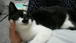 [주세요닷컴] 고양이 무료분양 - 한국 고양이 무료로 드립니다. 한국 고양이 드립니다. 강아지무료분양 유기견무료분양 주세요닷컴