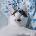 [주세요닷컴] 고양이 무료분양 - 한국 고양이 무료로 드립니다. 한국 고양이 드립니다. 강아지무료분양 유기견무료분양 주세요닷컴