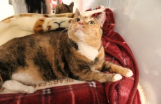 [주세요닷컴] 고양이 무료분양 - 한국 고양이 무료로 드립니다. 한국 고양이 드립니다. 강아지무료분양 유기견무료분양 주세요닷컴