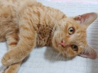 [주세요닷컴] 고양이 무료분양 - 한국 고양이 무료로 드립니다. 한국 고양이 드립니다. 강아지무료분양 유기견무료분양 주세요닷컴