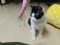 [주세요닷컴] 고양이 무료분양 - 한국 고양이 무료로 드립니다. 한국 고양이 드립니다. 강아지무료분양 유기견무료분양 주세요닷컴