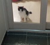 [주세요닷컴] 고양이 무료분양 - 한국 고양이 무료로 드립니다. 한국 고양이 드립니다. 강아지무료분양 유기견무료분양 주세요닷컴