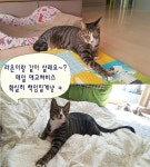 [주세요닷컴] 고양이 무료분양 - 한국 고양이 무료로 드립니다. 한국 고양이 드립니다. 강아지무료분양 유기견무료분양 주세요닷컴