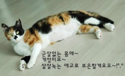 [주세요닷컴] 고양이 무료분양 - 한국 고양이 무료로 드립니다. 한국 고양이 드립니다. 강아지무료분양 유기견무료분양 주세요닷컴