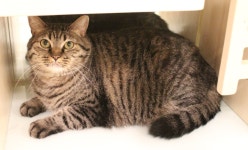 [주세요닷컴] 고양이 무료분양 - 한국 고양이 무료로 드립니다. 한국 고양이 드립니다. 강아지무료분양 유기견무료분양 주세요닷컴