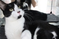 [주세요닷컴] 고양이 무료분양 - 한국 고양이 무료로 드립니다. 한국 고양이 드립니다. 강아지무료분양 유기견무료분양 주세요닷컴