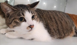 고양이무료분양 한국 고양이 무료분양, 고양이무료분양포털 주세요닷컴 No274800