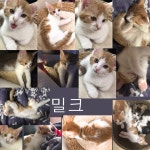 고양이무료분양 한국 고양이 무료분양, 고양이무료분양포털 주세요닷컴 No276765