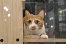 고양이무료분양 한국 고양이 무료분양, 고양이무료분양포털 주세요닷컴 No277499