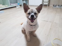 강아지무료분양 믹스견 무료분양, 강아지무료분양포털 주세요닷컴 No279235