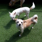 강아지무료분양 예진입니다. 무료분양, 강아지무료분양포털 주세요닷컴 No284789