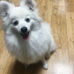 강아지무료분양 스피츠 무료분양, 강아지무료분양포털 주세요닷컴 No291811