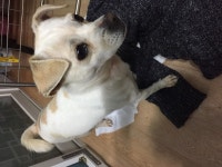 국내최대 반려동물무료분양 포털, 반려동물 분양, 애견, 고양이, 고슴도치, 햄스터, 토끼, 유기견, 티컵강아지 무료분양 정보제공. 주세요닷컴... 