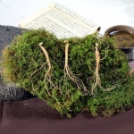 조이젠 삼내음농장 산양산삼 10년근 3뿌리 선물용 장뇌삼