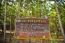 별별여행 > 맹방해수욕장 | 별별시장&별별여행 ┃ 여행문화의 새로운 트렌드를 만들다 별별여행 > 맹방해수욕장