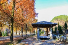 별별여행 > 부귀메타세콰이어길 | 별별시장&별별여행 ┃ 여행문화의 새로운 트렌드를 만들다 별별여행 > 부귀메타세콰이어길