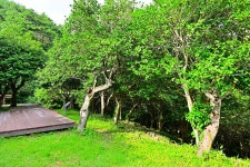 별별여행 > 옥룡사지동백숲 | 별별시장&별별여행 ┃ 여행문화의 새로운 트렌드를 만들다 별별여행 > 옥룡사지동백숲