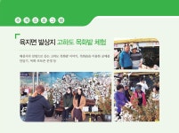 목포시육지면 발상지 고하도 목화솜 체험 육지면 발상지 고하도 목화솜 체험