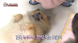 눕는 걸 좋아하는 댕댕이 근황   > 세상 만사 > 세상만사썰