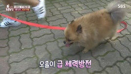 눕는 걸 좋아하는 댕댕이 근황   > 세상 만사 > 세상만사썰