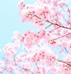 한화리조트