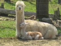 *~Animal Pictures~* - Page 155 - Stormfront