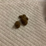 제발 저희 강아지 똥 좀 봐주세요ㅠㅠㅠ(똥 사진 있음!) > 강아지 (질문/답변) | 시보드 - 종합 커뮤니티 제발 저희 강아지 똥 좀 봐주세요ㅠㅠㅠ(똥... 