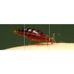 Bed Bug Pest Control Services in Bengaluru, Hebbal by Sui Bio Foundation | ID: 2636138255 Bed Bug Pest Control Services