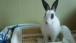 외방커뮤니티 > 애완동물 > 귀긴놈