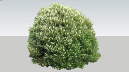 Clethera alnifolia - Model - 3D Warehouse