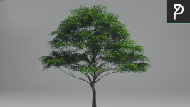 2DTrees_053 Leaf Medium | 3D Warehouse 2DTrees_053 | Leaf Medium