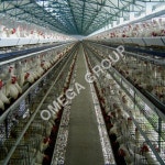 California Layer Cage - California Layer Cage Design Manufacturer from Mumbai