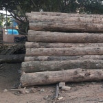 Round Pine Wood Logs, Rs 750 /cubic feet Jay Timbers | ID: 14380297830 Pine Wood Logs