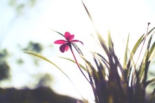 외방커뮤니티 > 사진방 > 식물원을 다녀왔어!