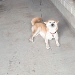 외방커뮤니티 > 애완동물 > ＃멍뭉이 ＃꼬리 ＃살랑살랑