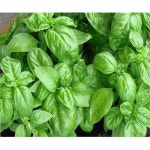 Basil Herb Wholesale Trader from Indore