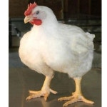 Leghorn Chicken, Packaging Size: 2, Packaging Type: Plastic Cover, Rs 110 /kilogram | ID: 22347721233 Chicken