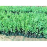 Palm Plant, खजूर के पेड़ - Shree Nirant Roses Nursery, Halol | ID: 14907751333 Palm Plant