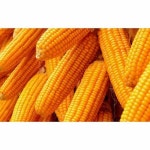 Kanishka Cattle Feed Yellow Maize, Pack Size: 25 Kg And 50 Kg at Rs 22/kg in Ahmedabad Yellow Maize