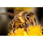 Commercial Fume-based Treatment Bee Control Services, | ID: 22881215033 Bee Control Services