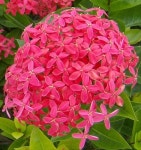 Multicolor Natural Ixora Plant, For Garden, Packaging Type: Bag at Rs 50/piece in Ahmedabad Ixora Plant